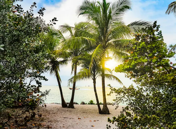 Tropical paradise with coconut trees and clear blue sky, reflecting the serene environment of Florida's luxury rehab centers. Photo by Nextvoyage.